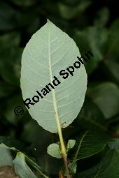 Spieß-Weide, Spießblättrige Weide, Salix hastata Kauf von 05395_salix_hastata_img_9803.jpg