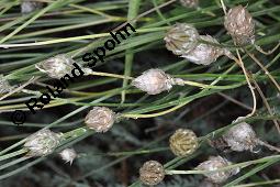 Blaue Rasselblume, Catananche caerulea, Catananche caerulea, Blaue Rasselblume, Cichoriaceae, fruchtend Kauf von 05401_catananche_caerulea_dsc_6890.jpg
