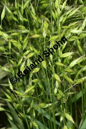 Roggen-Trespe, Bromus secalinus Kauf von 05420_bromus_secalinus_img_9689.jpg