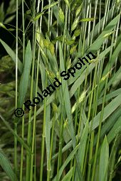 Roggen-Trespe, Bromus secalinus Kauf von 05420_bromus_secalinus_img_9691.jpg