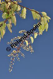 Japanische Berchemie, Berchemia racemosa, Rhamnaceae, Berchemia racemosa, Japanische Berchemie, fruchtend Kauf von 05421_berchemia_racemosa_dsc_0915.jpg