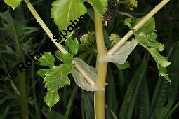 Pferde-Eppich, Gespenst-Gelbdolde, Smyrnium olusatrum Kauf von 05444_smyrnium_olusatrum_dsc_0719.jpg