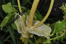 Pferde-Eppich, Gespenst-Gelbdolde, Smyrnium olusatrum Kauf von 05444_smyrnium_olusatrum_dsc_0721.jpg