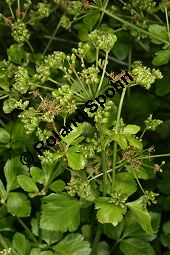 Pferde-Eppich, Gespenst-Gelbdolde, Smyrnium olusatrum Kauf von 05444smyrnium_olusatrumimg_7571.jpg