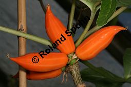 Kleinblütige Papaya, Carica parviflora, Caricaceae, Carica parviflora, Papaya parviflora, Kleinblütige Papaya, Kleinblütiger Melonenbaum, fruchtend Kauf von 05445carica_parvifloraimg_2625.jpg