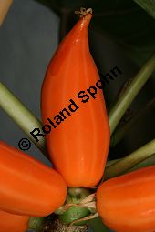 Kleinblütige Papaya, Carica parviflora, Caricaceae, Carica parviflora, Papaya parviflora, Kleinblütige Papaya, Kleinblütiger Melonenbaum, fruchtend Kauf von 05445carica_parvifloraimg_2626.jpg