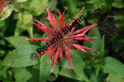Scharlach-Monarde, Scharlach-Indianernesse, Bergamott-Monarde, Monarda didyma Kauf von 05447monarda_didymaimg_3647.jpg