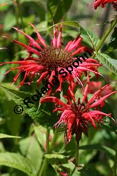 Scharlach-Monarde, Scharlach-Indianernesse, Bergamott-Monarde, Monarda didyma Kauf von 05447monarda_didymaimg_8961.jpg