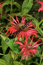 Scharlach-Monarde, Scharlach-Indianernesse, Bergamott-Monarde, Monarda didyma Kauf von 05447monarda_didymaimg_8963.jpg