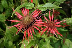 Scharlach-Monarde, Scharlach-Indianernesse, Bergamott-Monarde, Monarda didyma Kauf von 05447monarda_didymaimg_8964.jpg