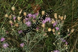 Walliser Flockenblume, Centaurea vallesiaca Kauf von 05468_centaurea_vallesiaca_img_9333.jpg