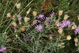 Walliser Flockenblume, Centaurea vallesiaca Kauf von 05468_centaurea_vallesiaca_img_9334.jpg