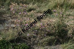 Walliser Flockenblume, Centaurea vallesiaca Kauf von 05468_centaurea_vallesiaca_img_9341.jpg