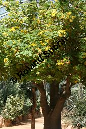 Uncarina grandidieri Kauf von 05485_uncarina_grandidieri_img_3462.jpg