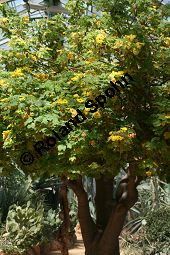 Uncarina grandidieri Kauf von 05485_uncarina_grandidieri_img_3463.jpg