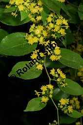 Gewöhnlicher Christusdorn, Paliurus spina-cristi Kauf von 05488_paliurus_spina-christi_img_8881.jpg