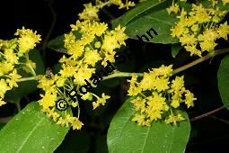 Gewöhnlicher Christusdorn, Paliurus spina-cristi Kauf von 05488_paliurus_spina-christi_img_8882.jpg