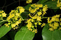 Gewöhnlicher Christusdorn, Paliurus spina-cristi Kauf von 05488_paliurus_spina-christi_img_8883.jpg