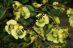 Gewöhnlicher Christusdorn, Paliurus spina-cristi Kauf von 05488_paliurus_spina_cristi_img_3504.jpg