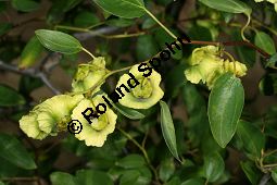 Gewöhnlicher Christusdorn, Paliurus spina-cristi Kauf von 05488_paliurus_spina_cristi_img_3505.jpg