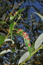 Bruch-Weide, Salix fragilis Kauf von 05493_salix_fragilis_dsc_4280.jpg