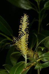 Bruch-Weide, Salix fragilis Kauf von 05493_salix_fragilis_img_8287.jpg