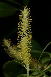 Bruch-Weide, Salix fragilis Kauf von 05493_salix_fragilis_img_8288.jpg