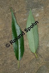 Bruch-Weide, Salix fragilis Kauf von 05493_salix_fragilis_img_9754.jpg