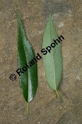 Bruch-Weide, Salix fragilis Kauf von 05493_salix_fragilis_img_9755.jpg