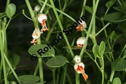 Bohnenähnliches Jochblatt, Zygophyllum fabago Kauf von 05494_zygophyllum_fabago_img_8729.jpg