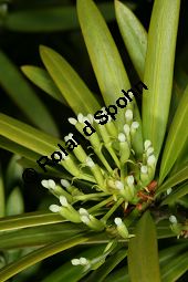 Großblättrige Steineibe, Podocarpus macrophyllus, Podocarpus chinensis Kauf von 05512_podocarpus_macrophyllus_img_2114.jpg