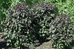 Schwarznessel, Perilla frutescens, Lamiaceae, Perilla frutescens, Schwarznessel, Perilla, Blühend Kauf von 05514perilla_frutescensimg_2862.jpg