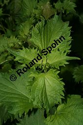 Schwarznessel, Perilla frutescens, Lamiaceae, Perilla frutescens, Schwarznessel, Perilla, Blühend Kauf von 05514perilla_frutescensimg_3560.jpg