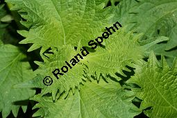 Schwarznessel, Perilla frutescens, Lamiaceae, Perilla frutescens, Schwarznessel, Perilla, Blühend Kauf von 05514perilla_frutescensimg_3561.jpg