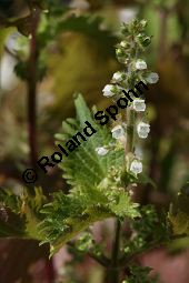 Schwarznessel, Perilla frutescens, Lamiaceae, Perilla frutescens, Schwarznessel, Perilla, Blühend Kauf von 05514perilla_frutescensimg_4213.jpg
