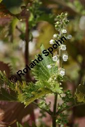 Schwarznessel, Perilla frutescens, Lamiaceae, Perilla frutescens, Schwarznessel, Perilla, Blühend Kauf von 05514perilla_frutescensimg_4214.jpg