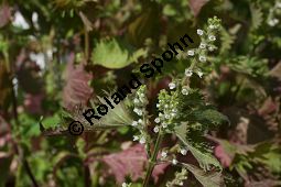 Schwarznessel, Perilla frutescens, Lamiaceae, Perilla frutescens, Schwarznessel, Perilla, Blühend Kauf von 05514perilla_frutescensimg_4215.jpg