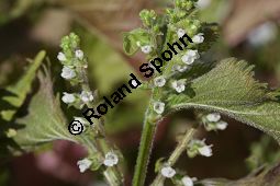 Schwarznessel, Perilla frutescens, Lamiaceae, Perilla frutescens, Schwarznessel, Perilla, Blühend Kauf von 05514perilla_frutescensimg_4216.jpg