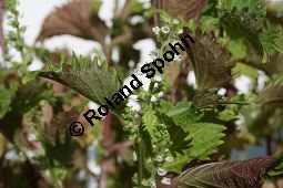 Schwarznessel, Perilla frutescens, Lamiaceae, Perilla frutescens, Schwarznessel, Perilla, Blühend Kauf von 05514perilla_frutescensimg_4220.jpg