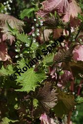 Schwarznessel, Perilla frutescens, Lamiaceae, Perilla frutescens, Schwarznessel, Perilla, Blühend Kauf von 05514perilla_frutescensimg_4302.jpg