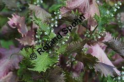 Schwarznessel, Perilla frutescens, Lamiaceae, Perilla frutescens, Schwarznessel, Perilla, Blühend Kauf von 05514perilla_frutescensimg_4303.jpg