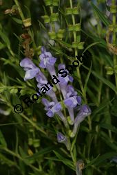 Baikal-Helmkraut, Chinesisches Helmkraut, Scutellaria baicalensis, Scutellaria macrantha Kauf von 05515_scutellaria_baicalensis_img_3635.jpg