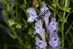 Baikal-Helmkraut, Chinesisches Helmkraut, Scutellaria baicalensis, Scutellaria macrantha Kauf von 05515_scutellaria_baicalensis_img_3637.jpg