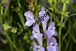 Baikal-Helmkraut, Chinesisches Helmkraut, Scutellaria baicalensis, Scutellaria macrantha Kauf von 05515_scutellaria_baicalensis_img_3638.jpg