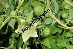 Feinbehaarte Tigerglocke, Feinbehaarte Glockenwinde, Codonopsis pilosula Kauf von 05516codonopsis_pilosulaimg_8785.jpg