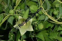 Feinbehaarte Tigerglocke, Feinbehaarte Glockenwinde, Codonopsis pilosula Kauf von 05516codonopsis_pilosulaimg_8786.jpg