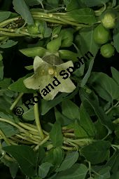 Feinbehaarte Tigerglocke, Feinbehaarte Glockenwinde, Codonopsis pilosula Kauf von 05516codonopsis_pilosulaimg_8787.jpg