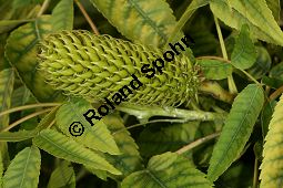 Zapfennuss, Platycarya strobilacea Kauf von 05517_platycarya_strobilacea_img_3492.jpg