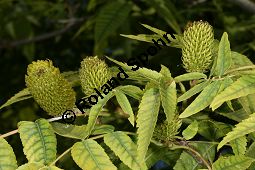 Zapfennuss, Platycarya strobilacea Kauf von 05517_platycarya_strobilacea_img_3493.jpg