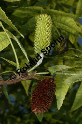 Zapfennuss, Platycarya strobilacea Kauf von 05517_platycarya_strobilacea_img_3494.jpg